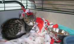 Furry friends find refuge at shelter