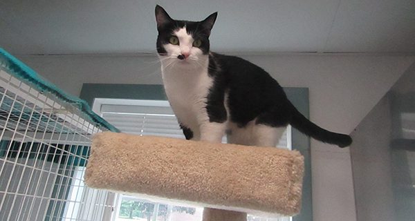 Miley likes to sit and watch from her perch as she waits for a new home.