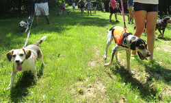 Hounds howl at Elm Bank
