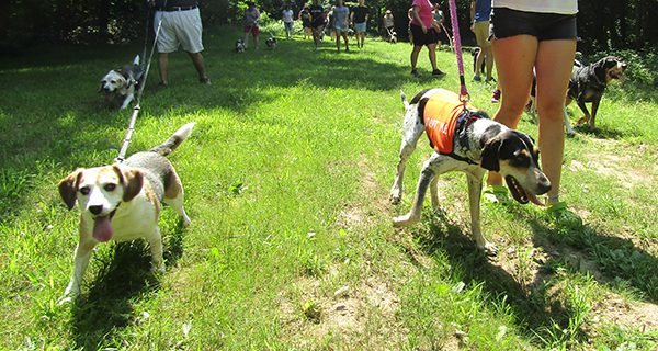 Hounds howl at Elm Bank
