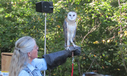 Owls fly into Bird Park
