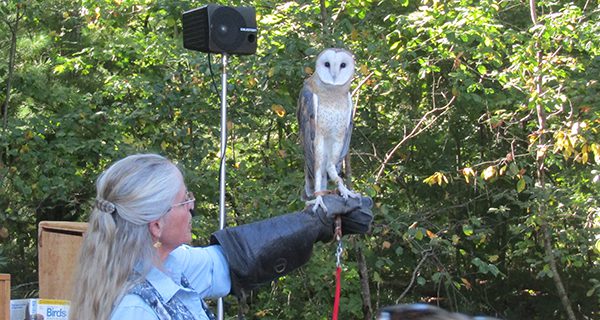 Owls fly into Bird Park
