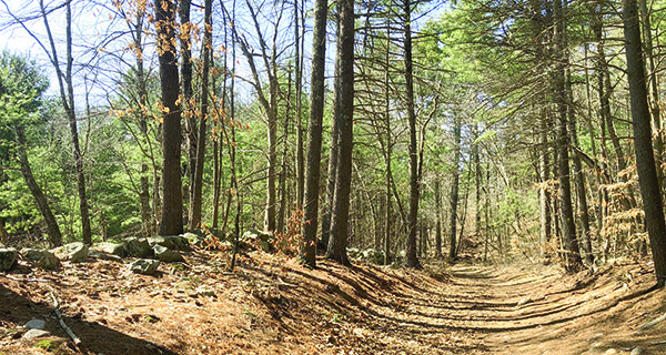 Social distance files: Medfield’s Noon Hill