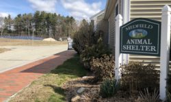 Pet rescues face COVID challenges