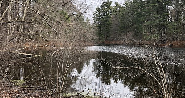 Social Distance Files: ‘Walden’ in Sherborn