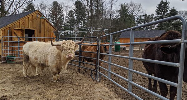 Despite pandemic, Unity Farm’s mission continues