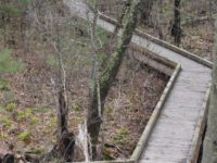 Social Distance Files: Needham’s Ridge Hill