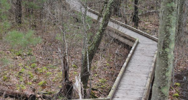 Social Distance Files: Needham’s Ridge Hill