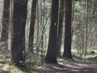 Taking a lap around Jarvis Farm