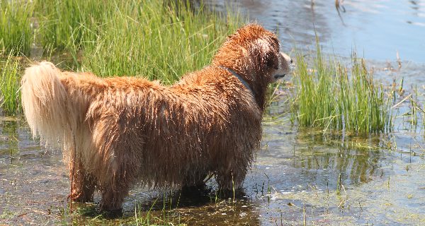 Social Distance Files: Channing Pond