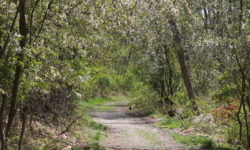 Social Distance Files: Barber Reservation