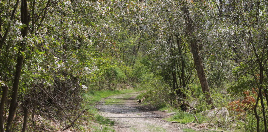 Social Distance Files: Barber Reservation