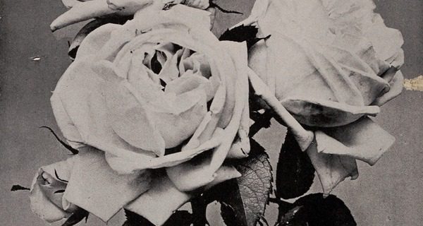 A lesson from the pansies