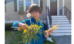 Kids’ dandelion business takes off