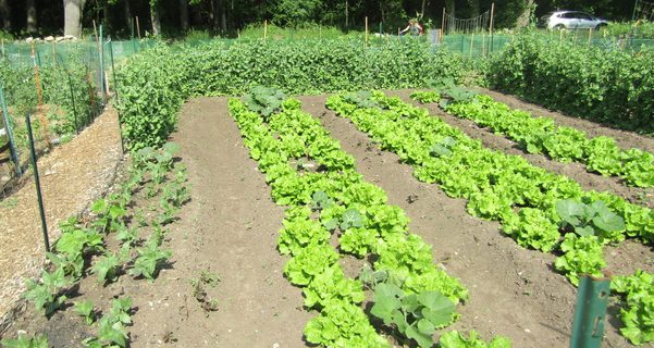 Beginning a Medfield gardening story