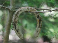 Chase Woodlands allows for social distancing