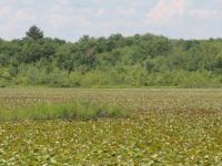Lily pads, trash litter Lyman’s Pond