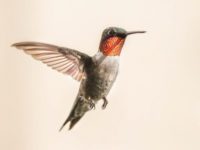 Social Distance Files: one for the birds