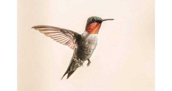 Social Distance Files: one for the birds