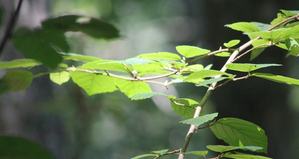 Famed rhododendrons close, but not blooming