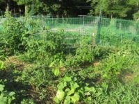 Gardening: attack of the weeds