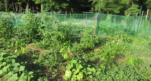 Gardening: attack of the weeds