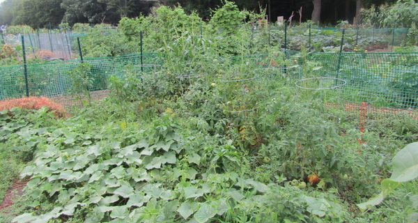 Medfield summer gardening conclusions