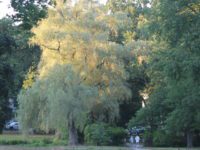 Bird Park hosts Tree Trek