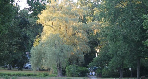 Bird Park hosts Tree Trek