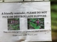 Pheasant Hill Park protects endangered flowers