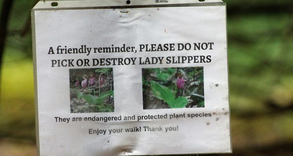 Pheasant Hill Park protects endangered flowers