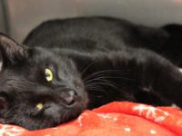 Animal rescues adapt to pandemic challenges