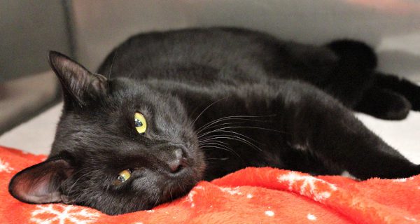 Animal rescues adapt to pandemic challenges