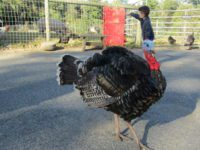 Unity Farm tours start anew