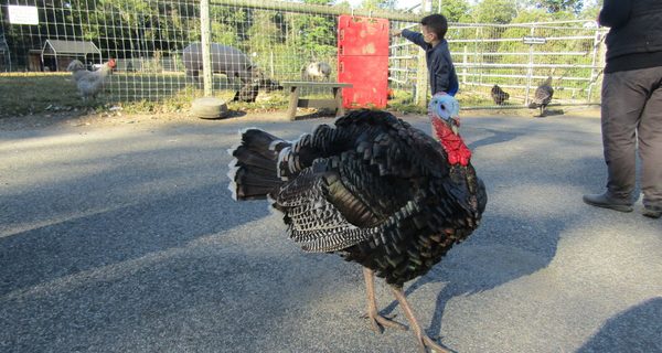 Unity Farm tours start anew