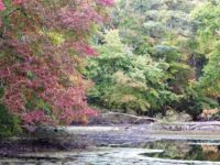 Leland Mill Pond supplies sufficient solitude