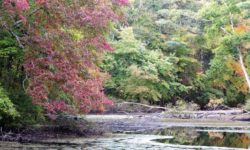 Leland Mill Pond supplies sufficient solitude