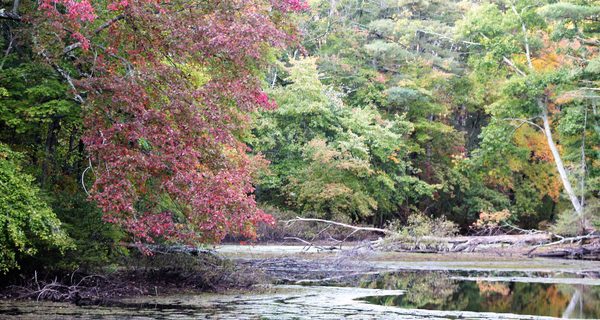 Leland Mill Pond supplies sufficient solitude
