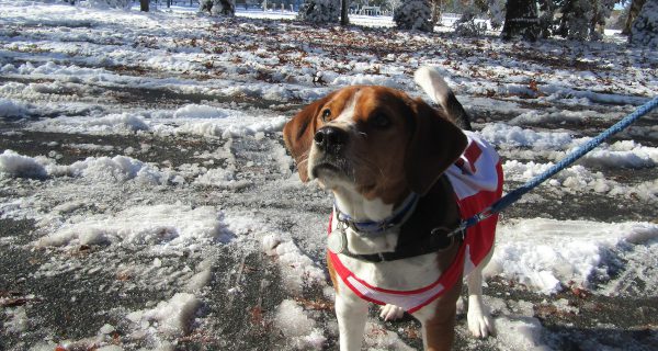 Hounds walk at Elm Bank