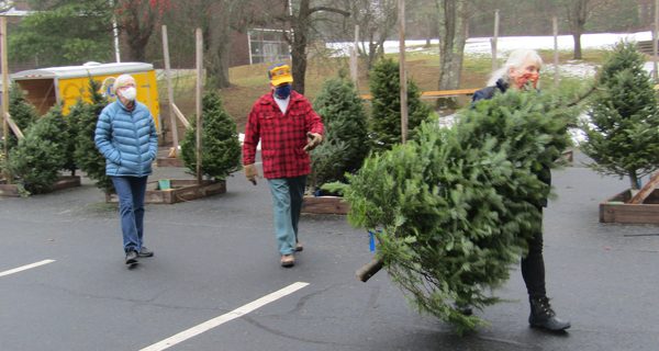 Lions tree sale successful, despite pandemic