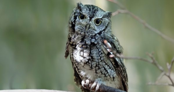 Backyard Files: who?