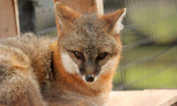 Backyard Files: the fox story