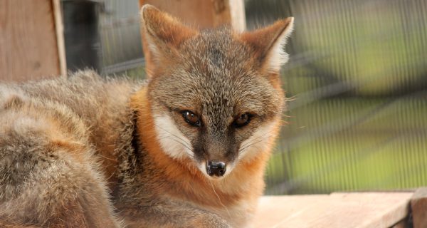 Backyard Files: the fox story
