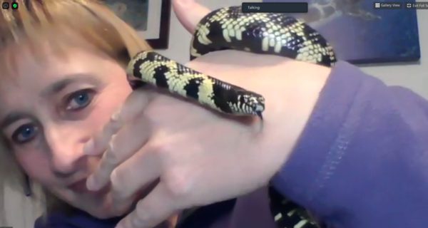 Sherborn Library welcomes reptiles