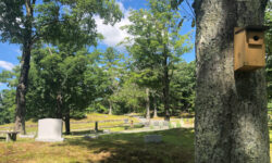 Backyard Files: residents of Pine Hill