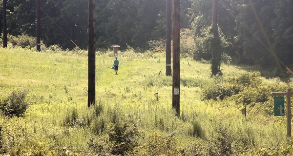 Summer at Charles River Peninsula