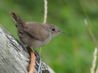Backyard Files: the Wren’s story