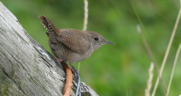 Backyard Files: the Wren’s story