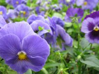 Wyeth Library preview, Pansy Day upcoming