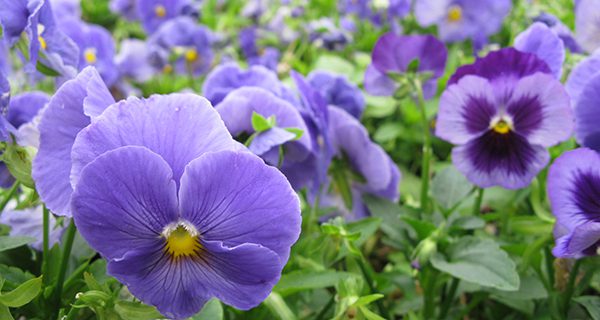 Wyeth Library preview, Pansy Day upcoming